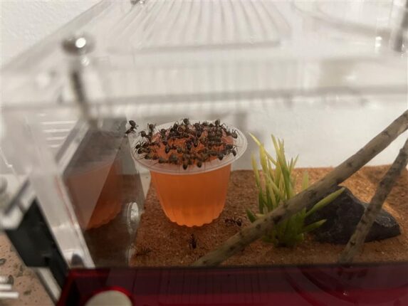 Fotka Domáci miláčikovia